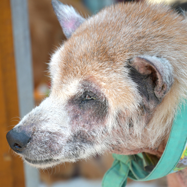 f:id:animal_protections:20180507124153j:image