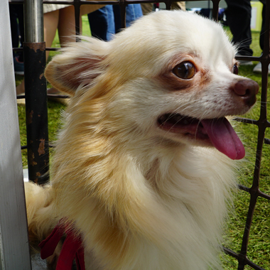 f:id:animal_protections:20180507124514j:image