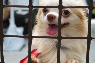 f:id:animal_protections:20180507124517j:image