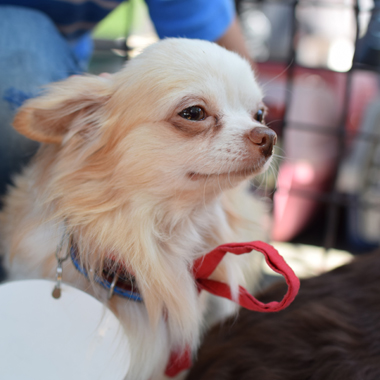 f:id:animal_protections:20180507124523j:image