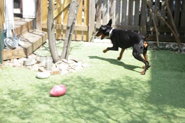 f:id:animal_protections:20180507124826j:image