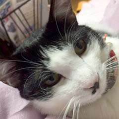 f:id:animal_protections:20180507125209j:image