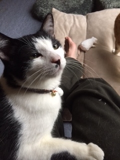 f:id:animal_protections:20180507125211j:image