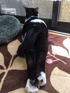f:id:animal_protections:20180507125216j:image