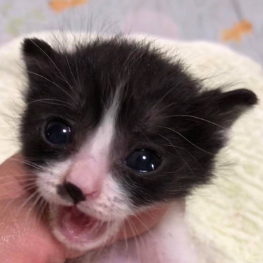 f:id:animal_protections:20180507125935j:image