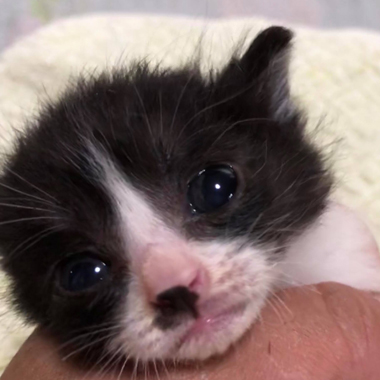 f:id:animal_protections:20180507125938j:image