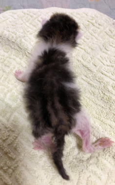 f:id:animal_protections:20180507130157j:image f:id:animal_protections:20180507130157j:image