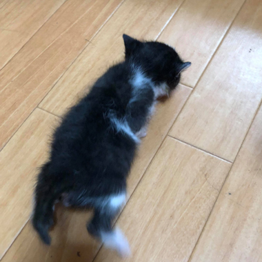 f:id:animal_protections:20180507130354j:image f:id:animal_protections:20180507130354j:image