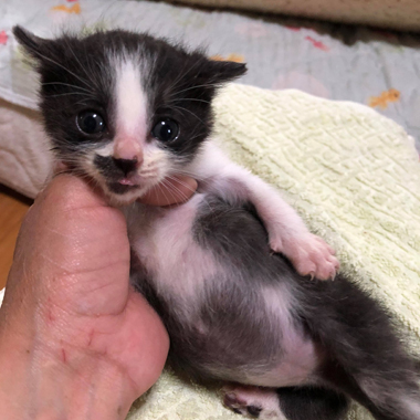 f:id:animal_protections:20180507130400j:image f:id:animal_protections:20180507130400j:image