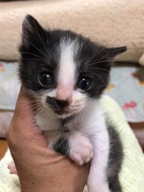 f:id:animal_protections:20180507130403j:image f:id:animal_protections:20180507130403j:image