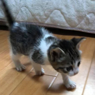 f:id:animal_protections:20180507130914j:image