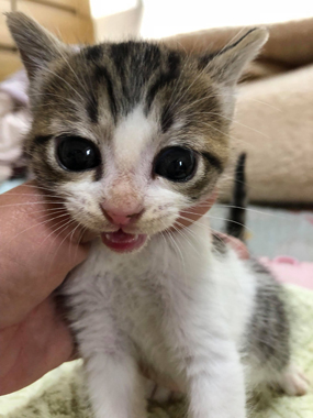 f:id:animal_protections:20180507130917j:image