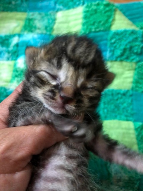 f:id:animal_protections:20180519153030j:image f:id:animal_protections:20180519153030j:image