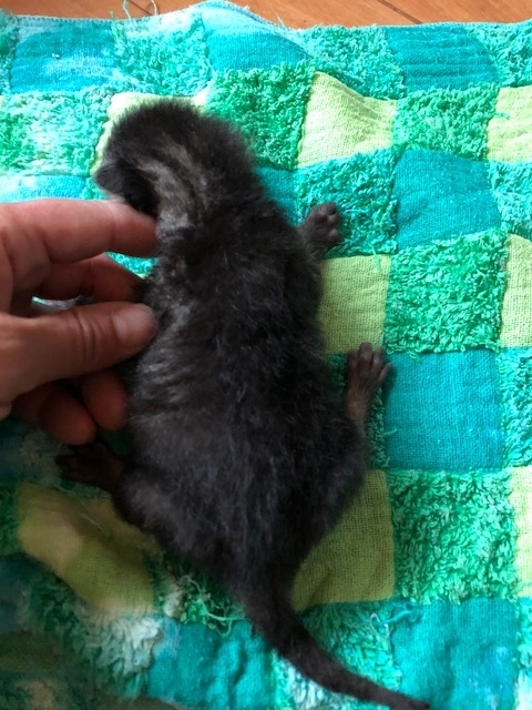 f:id:animal_protections:20180519153312j:image