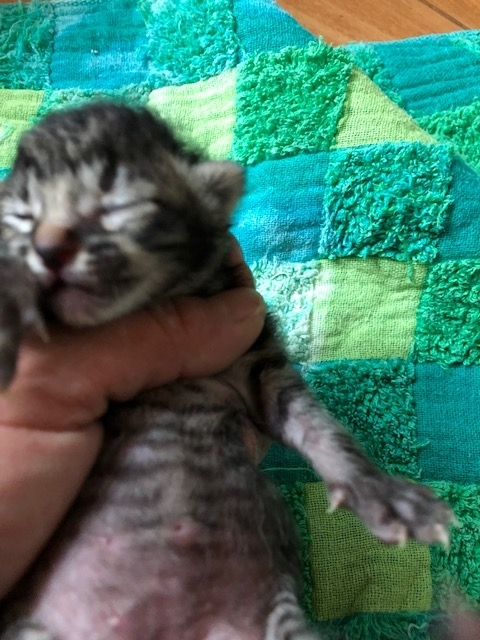 f:id:animal_protections:20180519153317j:image