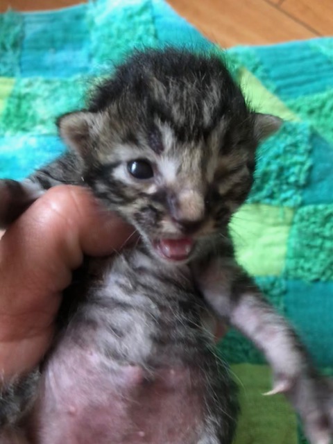 f:id:animal_protections:20180519153323j:image