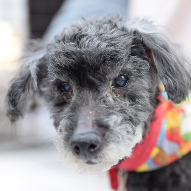 f:id:animal_protections:20180630224157j:image