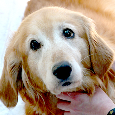 f:id:animal_protections:20180717215651j:image f:id:animal_protections:20180717215651j:image