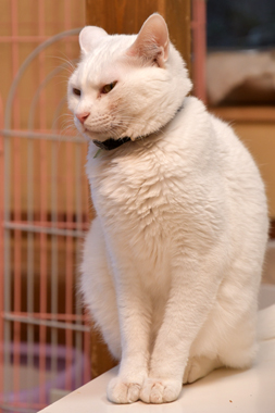 f:id:animal_protections:20190302125144j:plain f:id:animal_protections:20190302125144j:plain