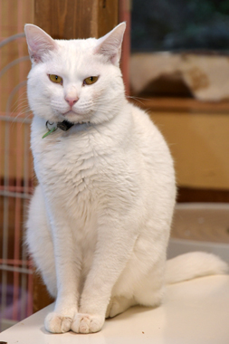 f:id:animal_protections:20190302125216j:plain f:id:animal_protections:20190302125216j:plain