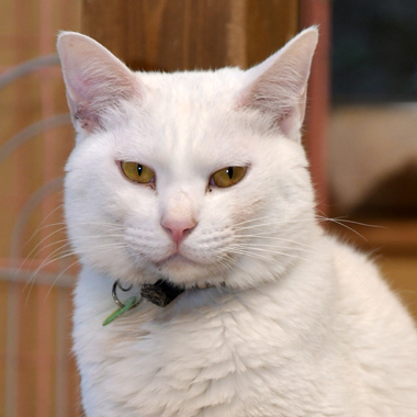 f:id:animal_protections:20190302125551j:plain f:id:animal_protections:20190302125551j:plain