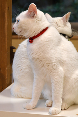 f:id:animal_protections:20190302125754j:plain