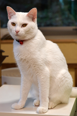 f:id:animal_protections:20190302125817j:plain