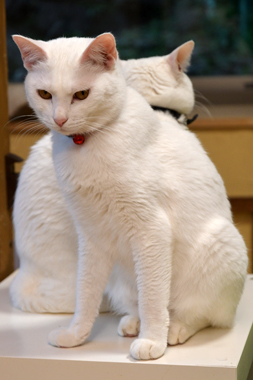 f:id:animal_protections:20190302125846j:plain