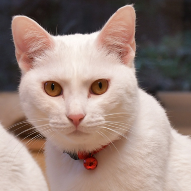 f:id:animal_protections:20190302130324j:plain
