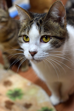 f:id:animal_protections:20190302130711j:plain f:id:animal_protections:20190302130711j:plain