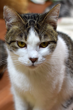 f:id:animal_protections:20190302130737j:plain