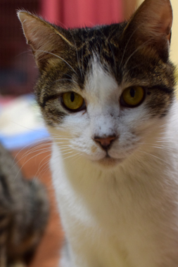 f:id:animal_protections:20190302130757j:plain f:id:animal_protections:20190302130757j:plain