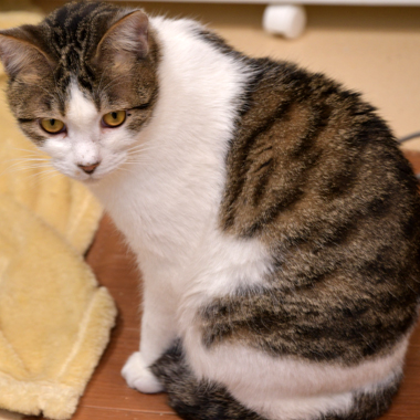 f:id:animal_protections:20190302130823j:plain f:id:animal_protections:20190302130823j:plain