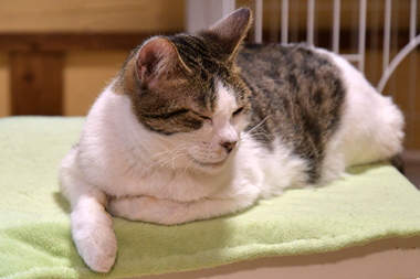 f:id:animal_protections:20190302130844j:plain f:id:animal_protections:20190302130844j:plain