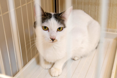 f:id:animal_protections:20190302131500j:plain