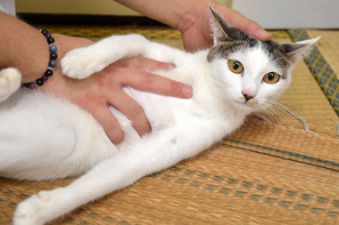 f:id:animal_protections:20190302131531j:plain