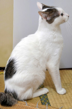 f:id:animal_protections:20190302131604j:plain