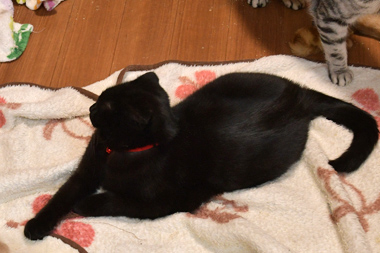 f:id:animal_protections:20190302132146j:plain