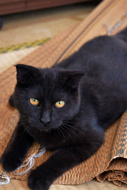 f:id:animal_protections:20190302132236j:plain