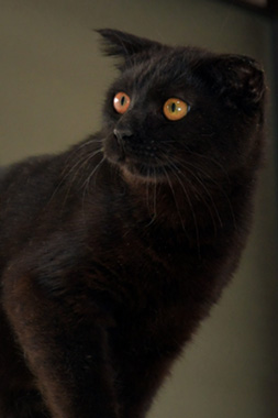 f:id:animal_protections:20190302132302j:plain