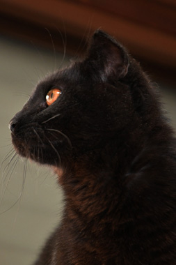 f:id:animal_protections:20190302132323j:plain
