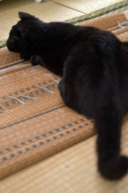f:id:animal_protections:20190302132338j:plain