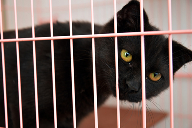 f:id:animal_protections:20190302132415j:plain