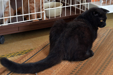 f:id:animal_protections:20190302132441j:plain