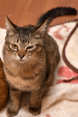 f:id:animal_protections:20190302143518j:plain