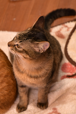 f:id:animal_protections:20190302143534j:plain f:id:animal_protections:20190302143534j:plain