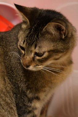 f:id:animal_protections:20190302143554j:plain