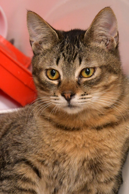 f:id:animal_protections:20190302143710j:plain f:id:animal_protections:20190302143710j:plain