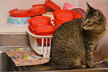 f:id:animal_protections:20190302143741j:plain f:id:animal_protections:20190302143741j:plain