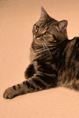 f:id:animal_protections:20190302161947j:plain